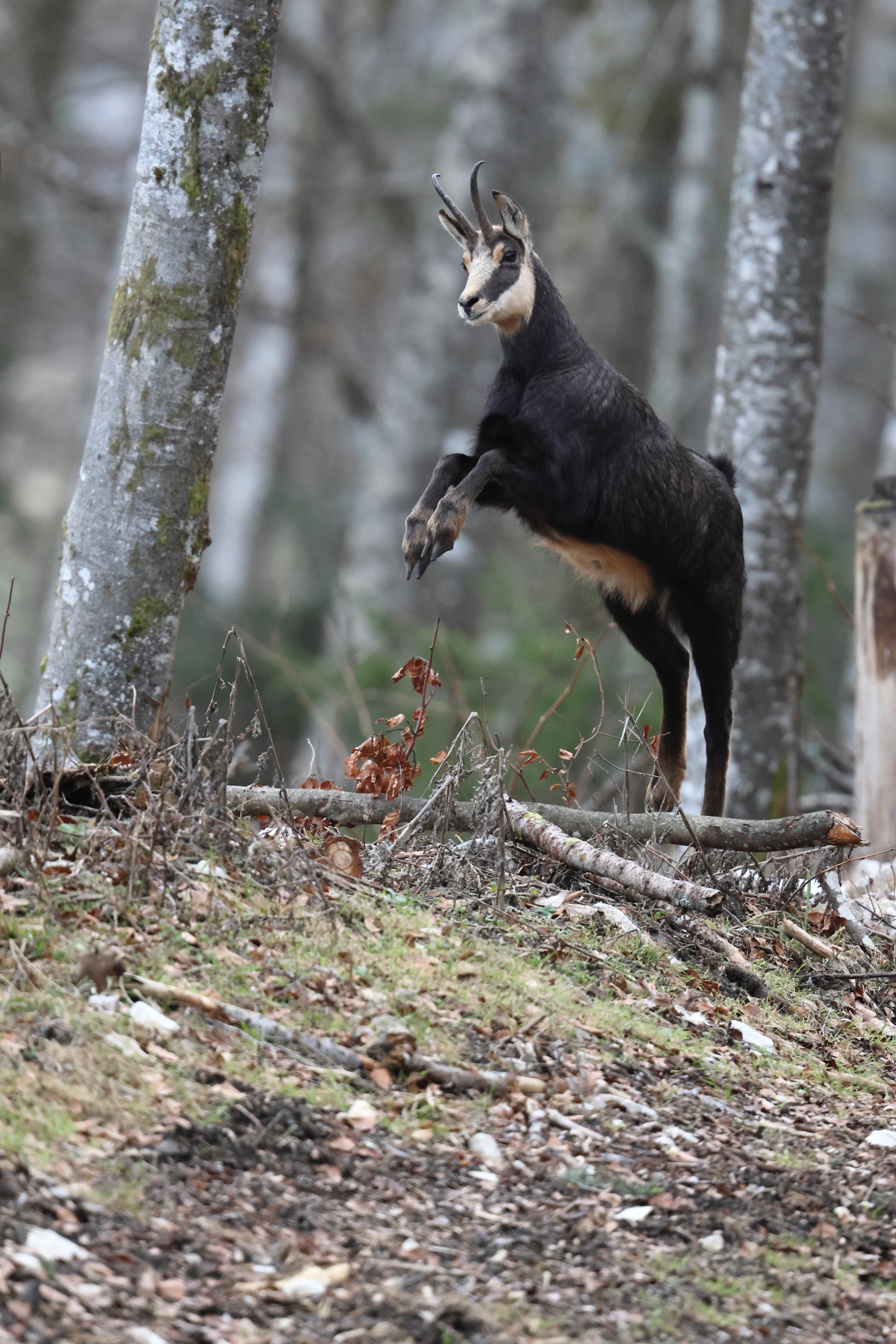 La Faune du Val-de-Travers : Chamois