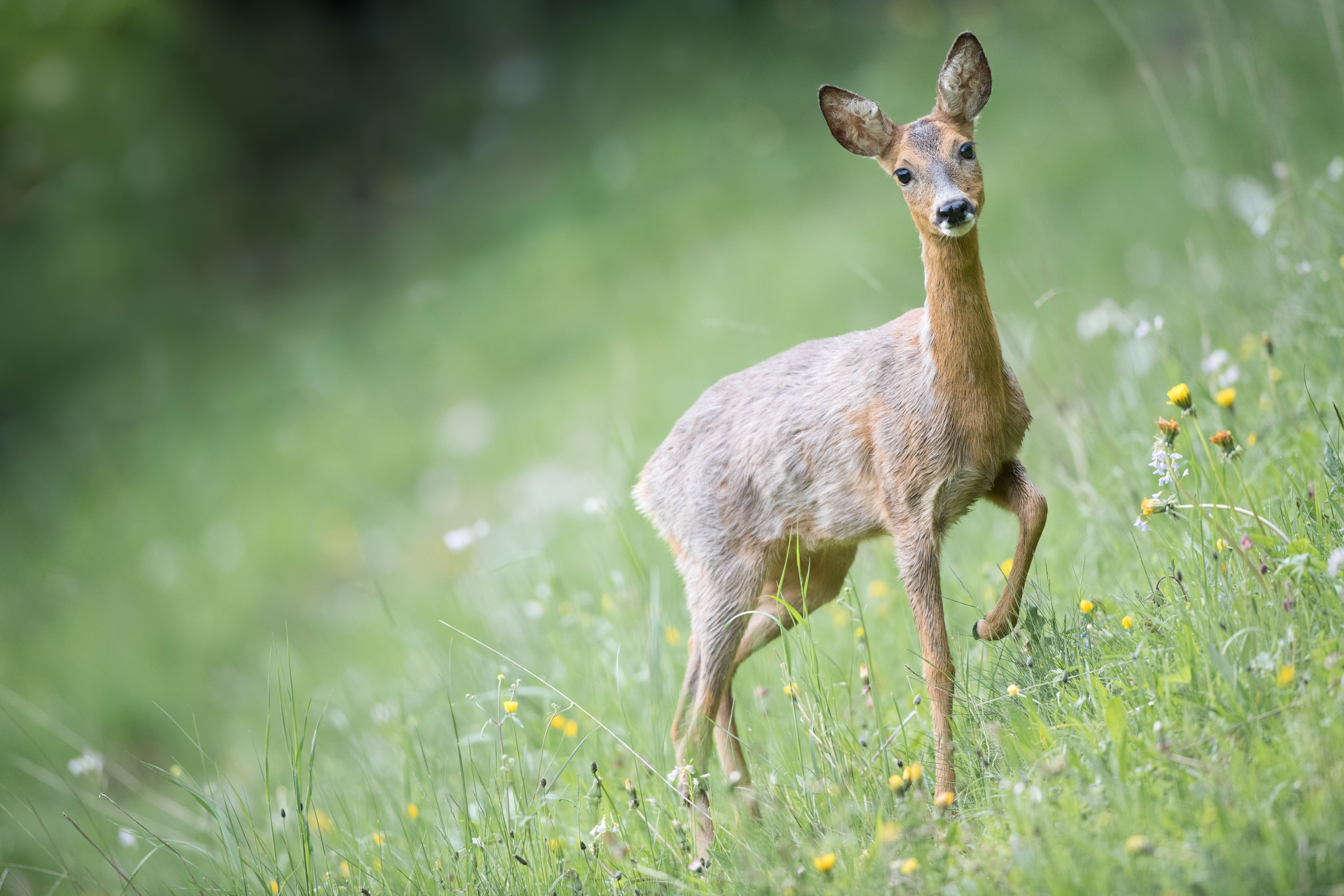 La faune du Val-de-Travers : chevreuil