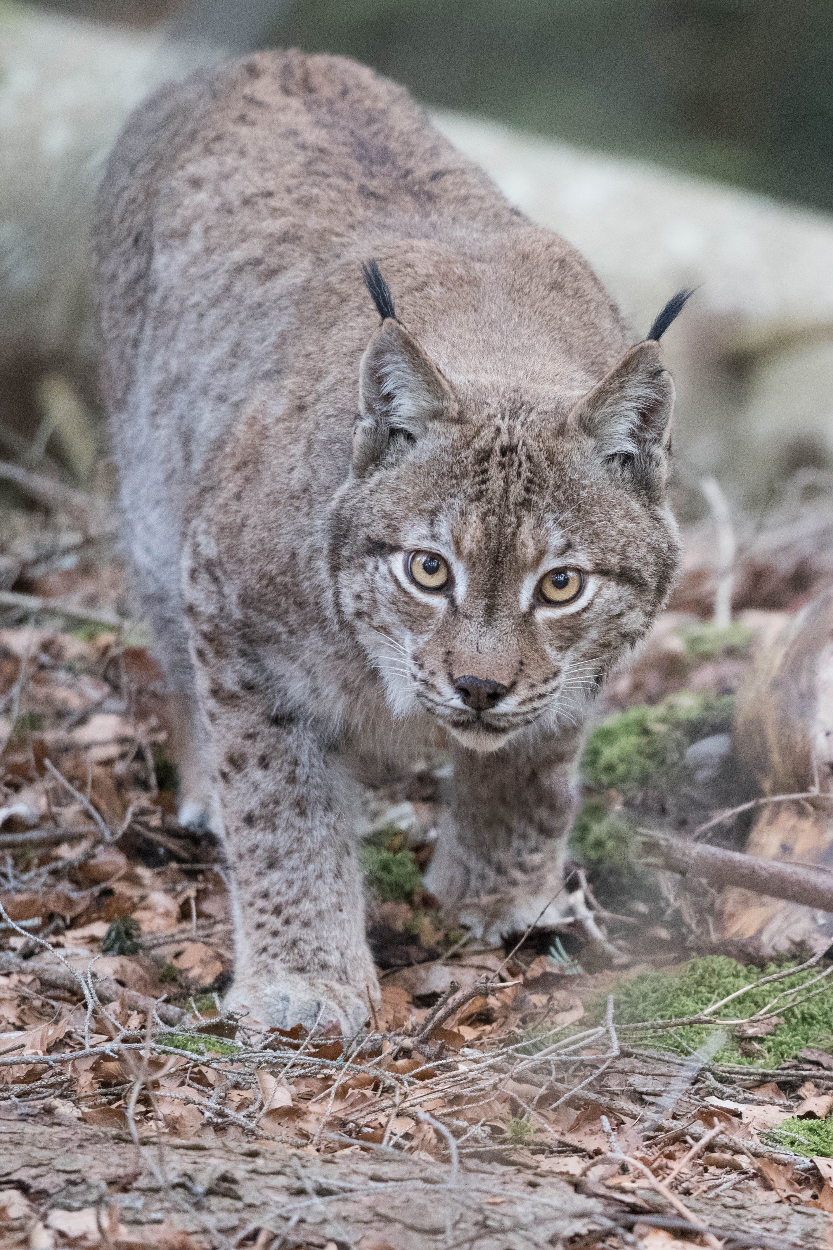La faune du Val-de-Travers : Lynx