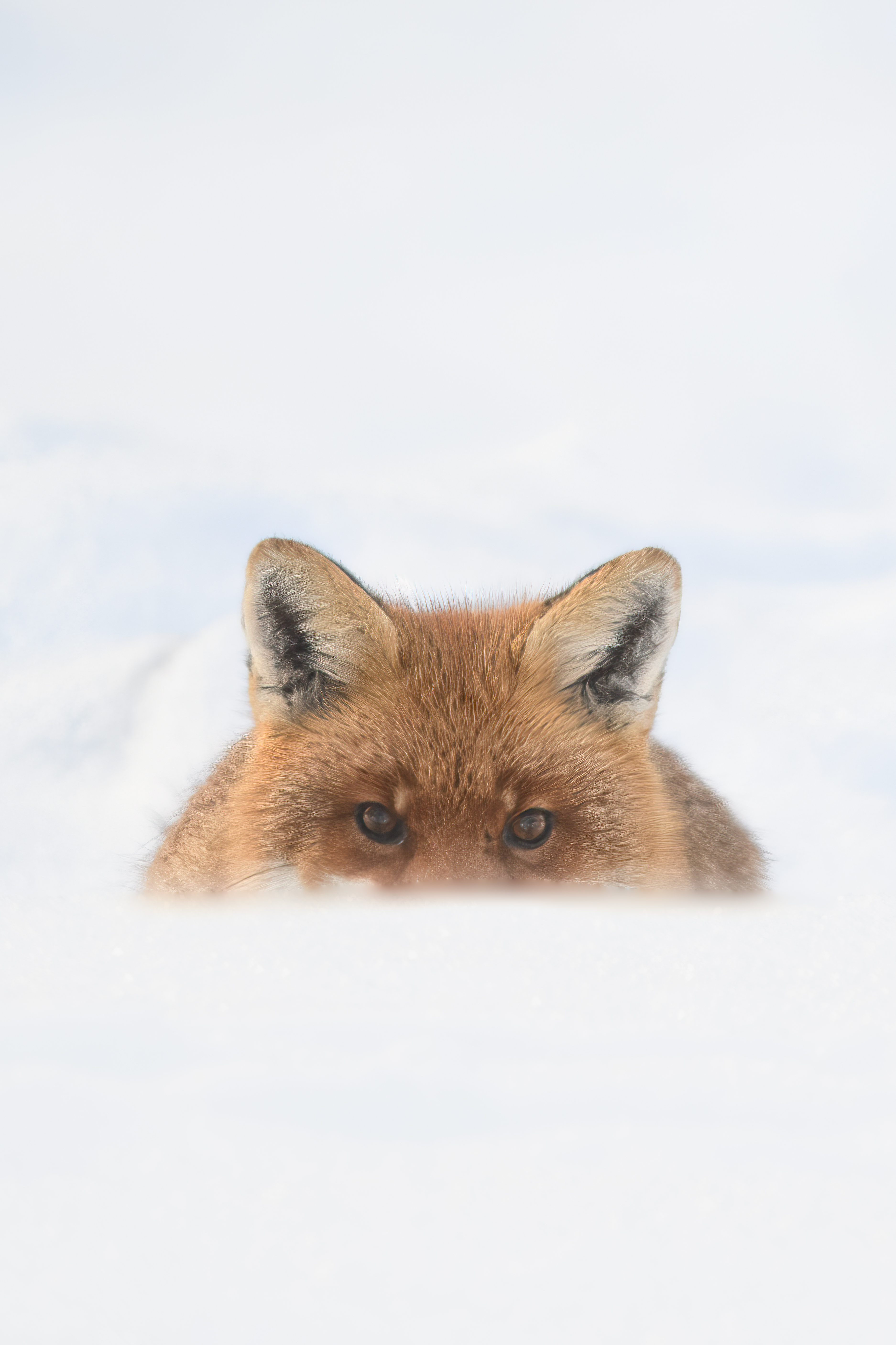 La faune du Val-de-Travers : Renard