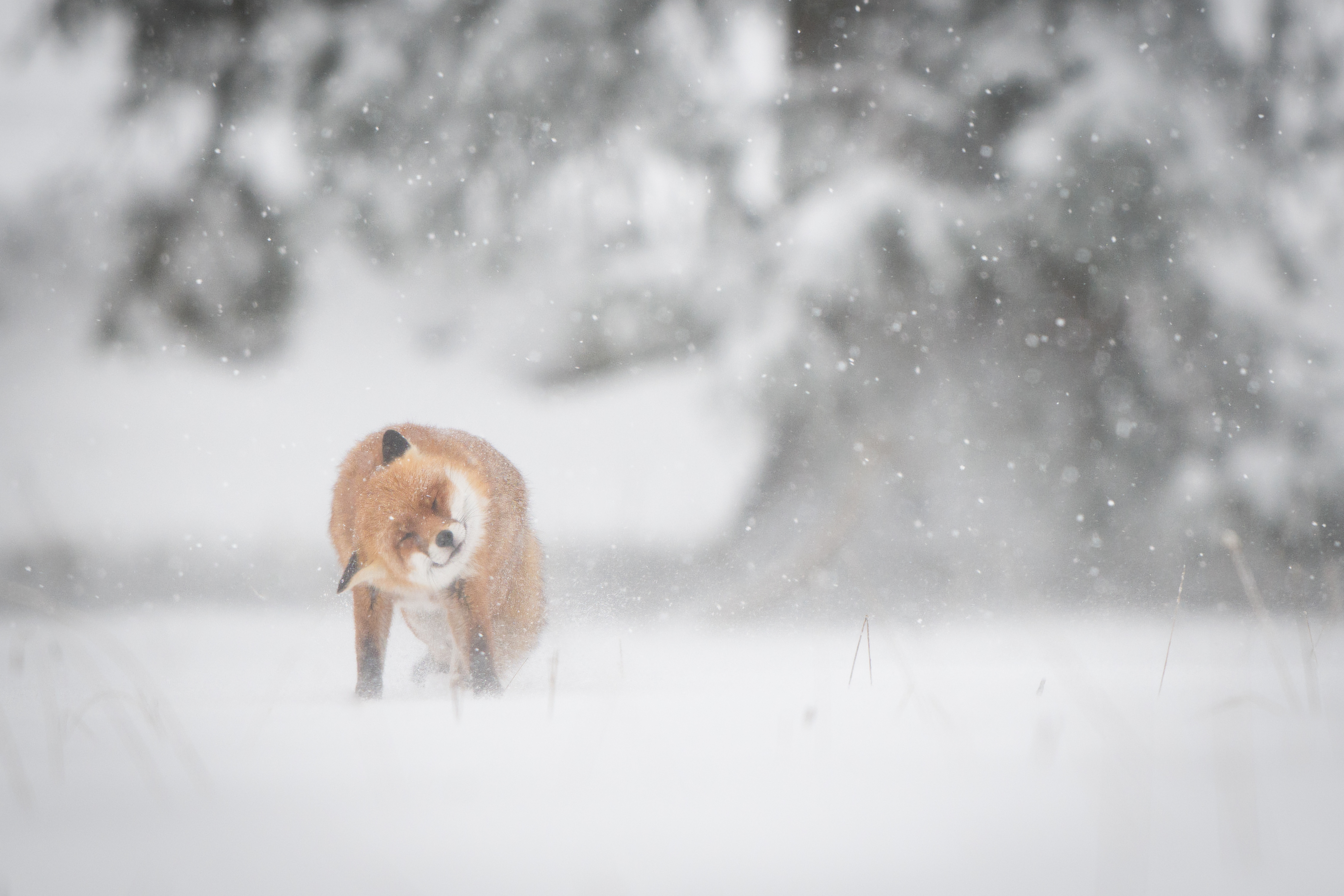 La faune du Val-de-Travers : Renard dans la tempête