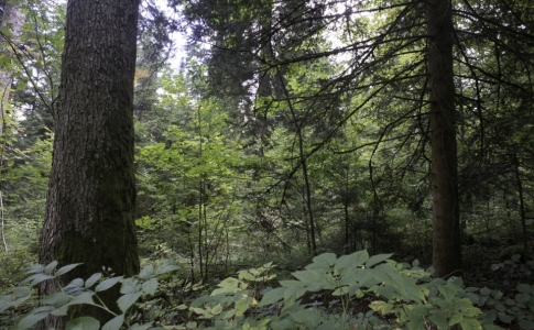 forêt
