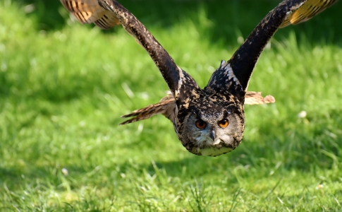 hibou