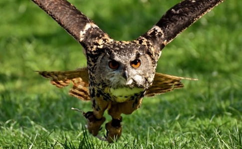 Hibou grand-duc