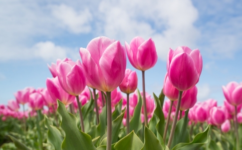 tulipes