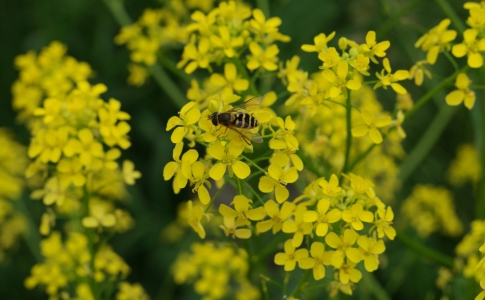plantes invasives