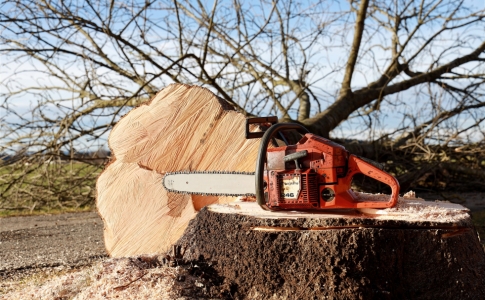 coupe arbres