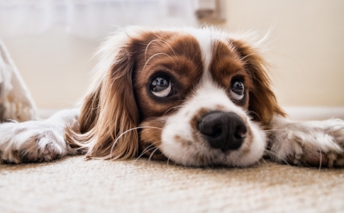 chien