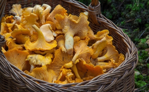 champignons