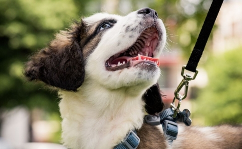 Chiens laisses Val-de-Travers