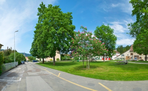 arbres d'avenue