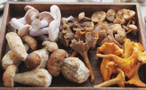 CONTRÔLE DES CHAMPIGNONS
