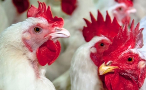 Grippe aviaire : mesures de précaution Val-de-Travers