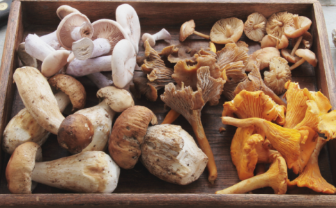 Champignons Val-de-Travers 2022