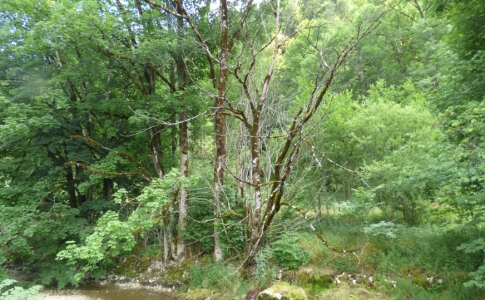 Entretien arbres - Val-de-Travers