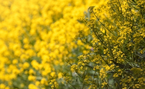 Plantes néophytes Val-de-Travers 2023