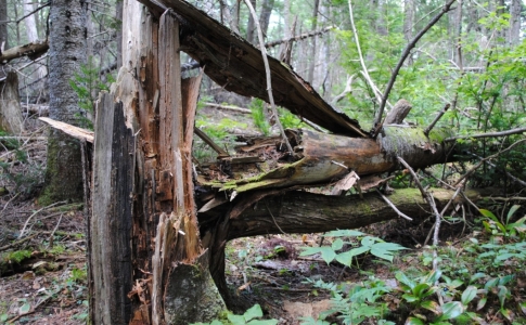 Arbres forêts Val-de-Travers 2023
