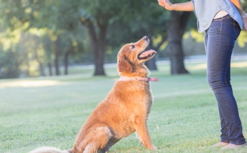 Taxe chien 2023 Val-de-Travers
