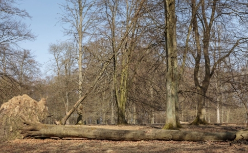 Vol de bois Val-de-Travers 2023