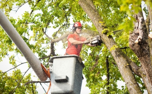 Campagne d’entretien des arbres d’avenues