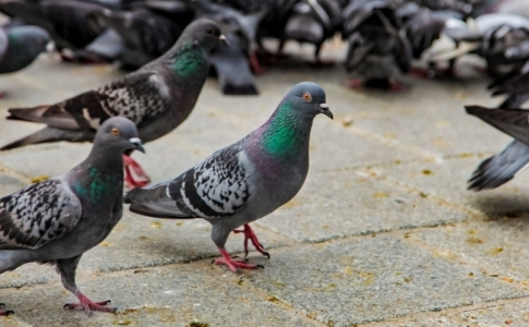 PIGEONS ET ANIMAUX SAUVAGES INTERDICTION DE LES NOURRIR