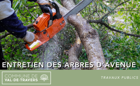 Entretien des arbres d’avenue