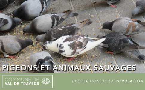 Pigeons et animaux sauvages – Interdiction de les nourrir