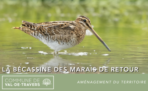 La bécassine des marais est de retour à Môtiers