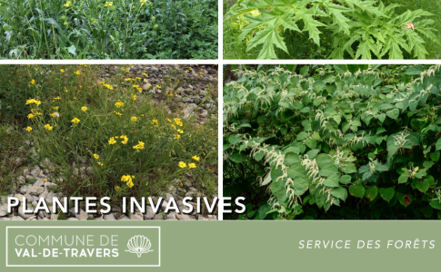 Plantes invasives