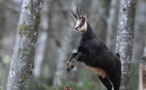 Chamois