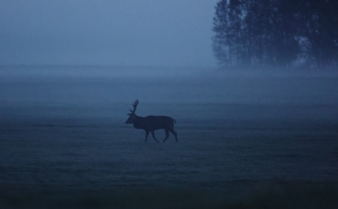 La faune du Val-de-Travers : Cerf