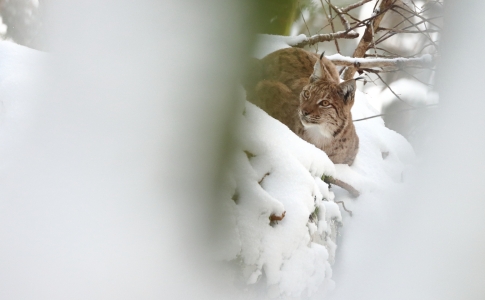 La faune du Val-de-Travers : Lynx boréal