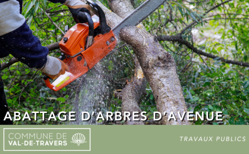 Abattage d'arbres d'avenue