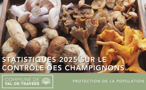Statistiques 2025 sur le contrôle des champignons