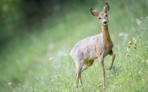 La faune du Val-de-Travers : Chevreuil mâle