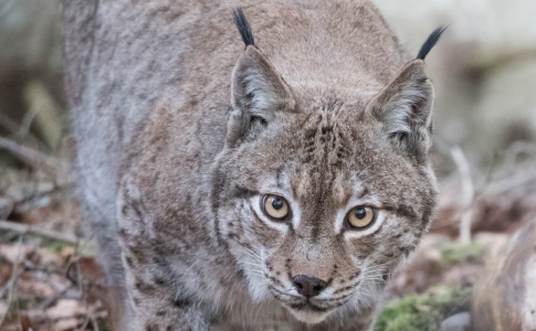 La faune du Val-de-Travers : Lynx
