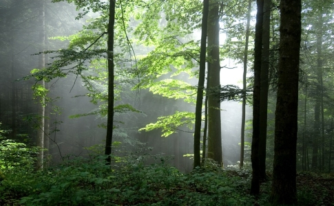 forêt