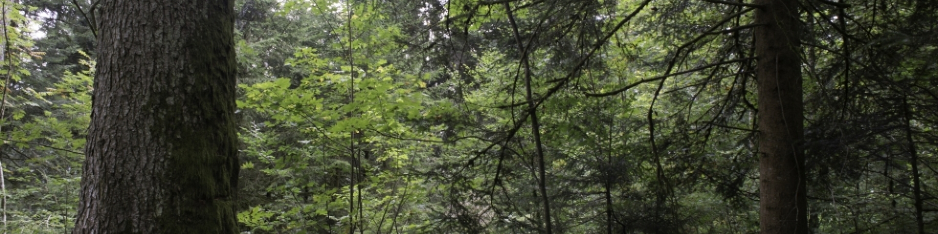 forêt