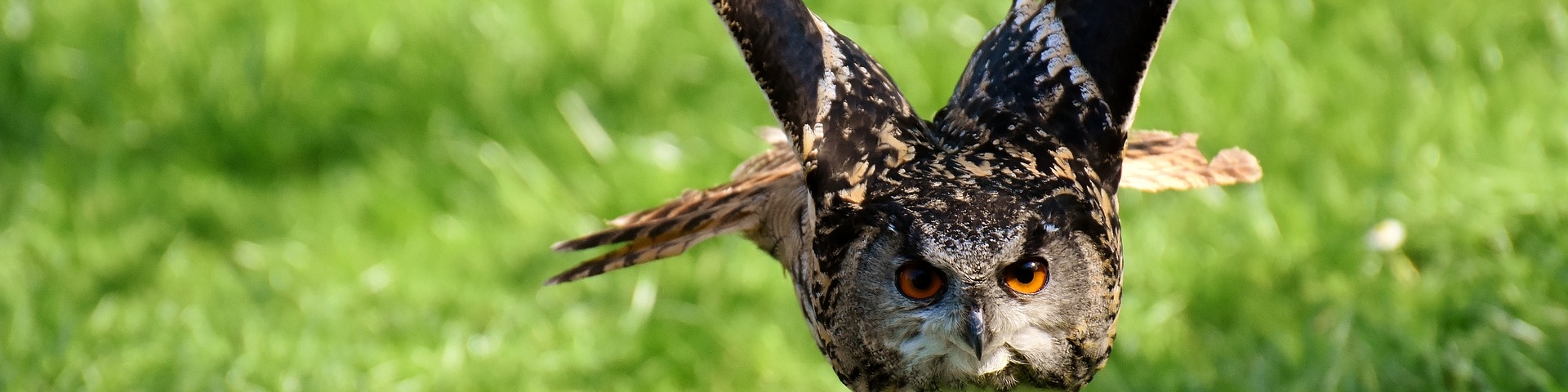 hibou