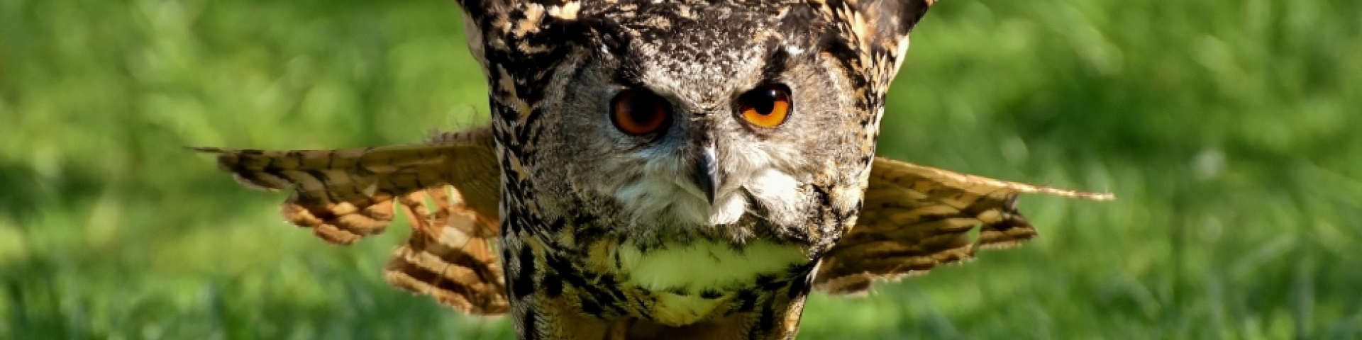 Hibou grand-duc