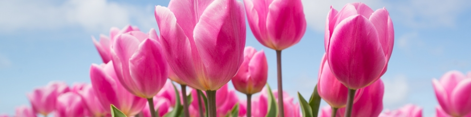 tulipes