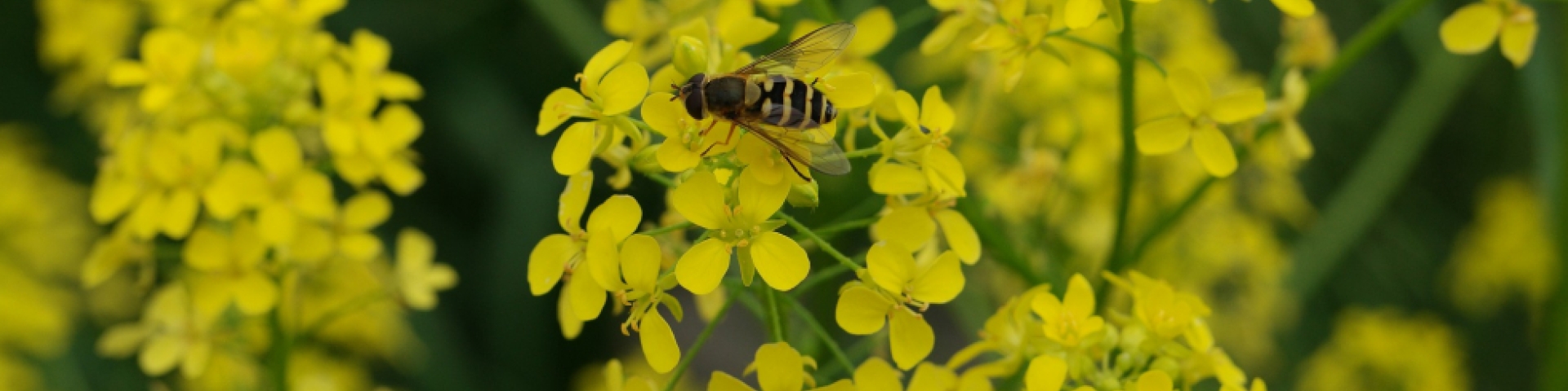 plantes invasives