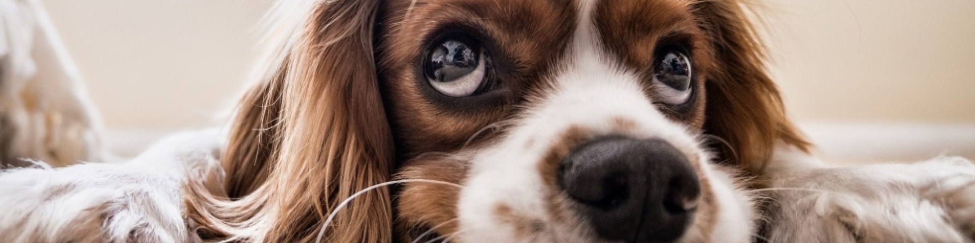 chien