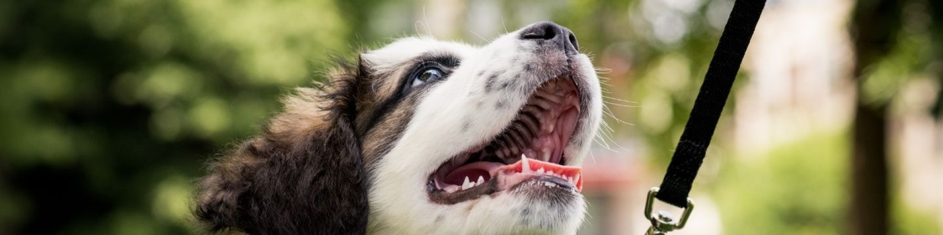 Chiens laisses Val-de-Travers