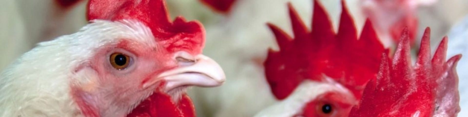 Grippe aviaire : mesures de précaution Val-de-Travers