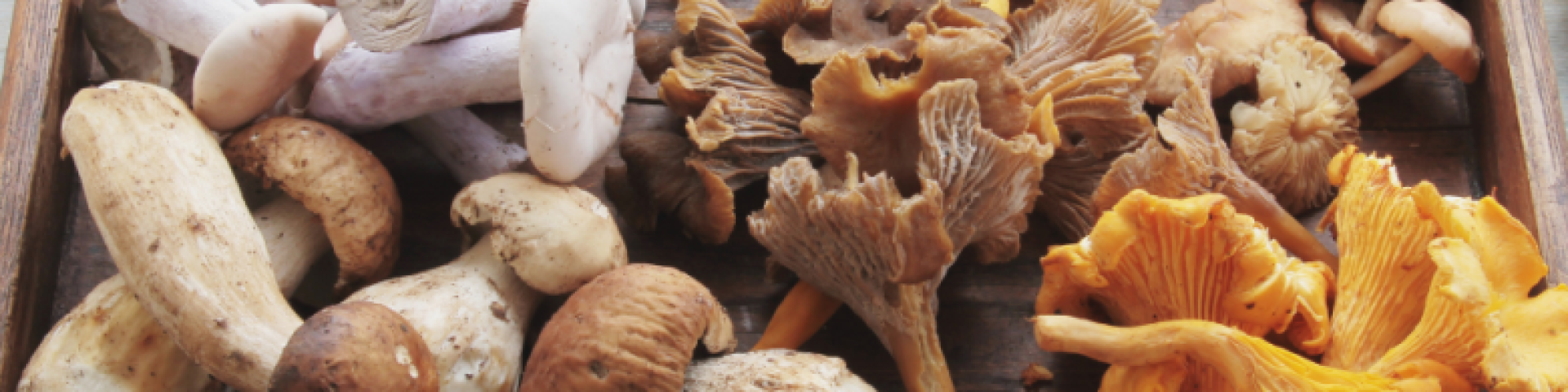 Champignons Val-de-Travers 2022