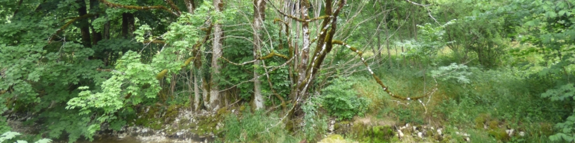 Entretien arbres - Val-de-Travers