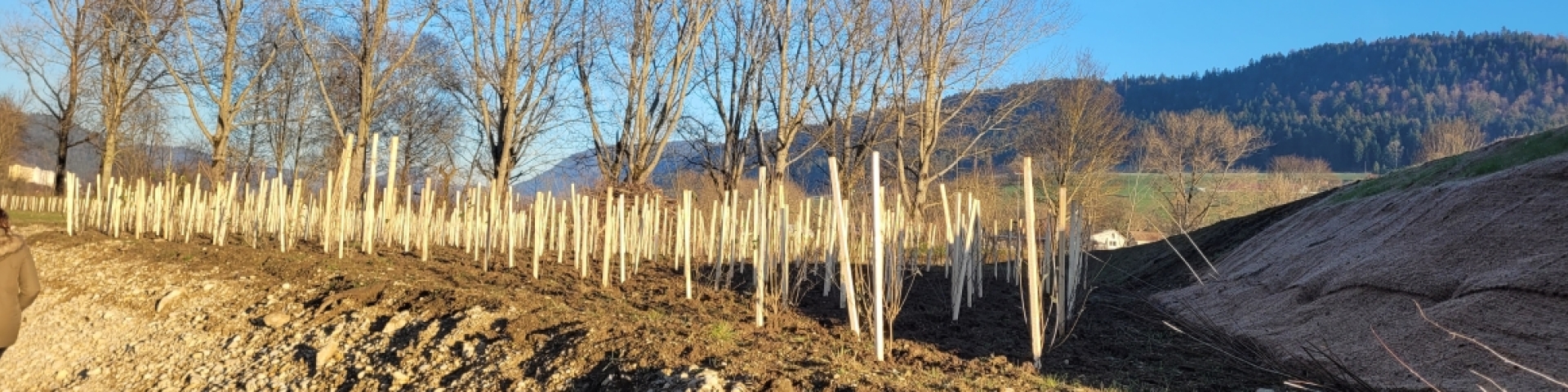 reboisement - Val-de-Travers