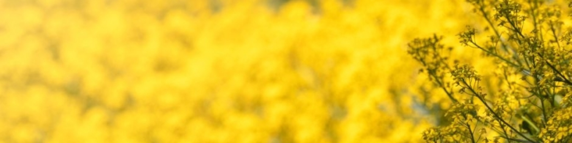 Plantes néophytes Val-de-Travers 2023