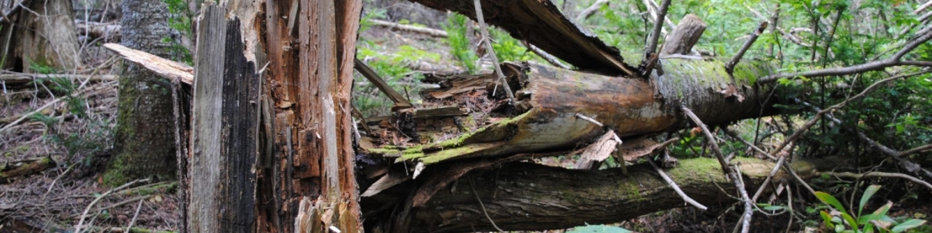 Arbres forêts Val-de-Travers 2023
